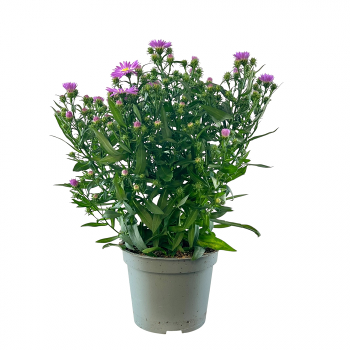 Aster - Roz - 25cm+ [3]