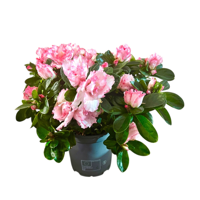 Azalee - Roz/Alb - 25cm+ [2]