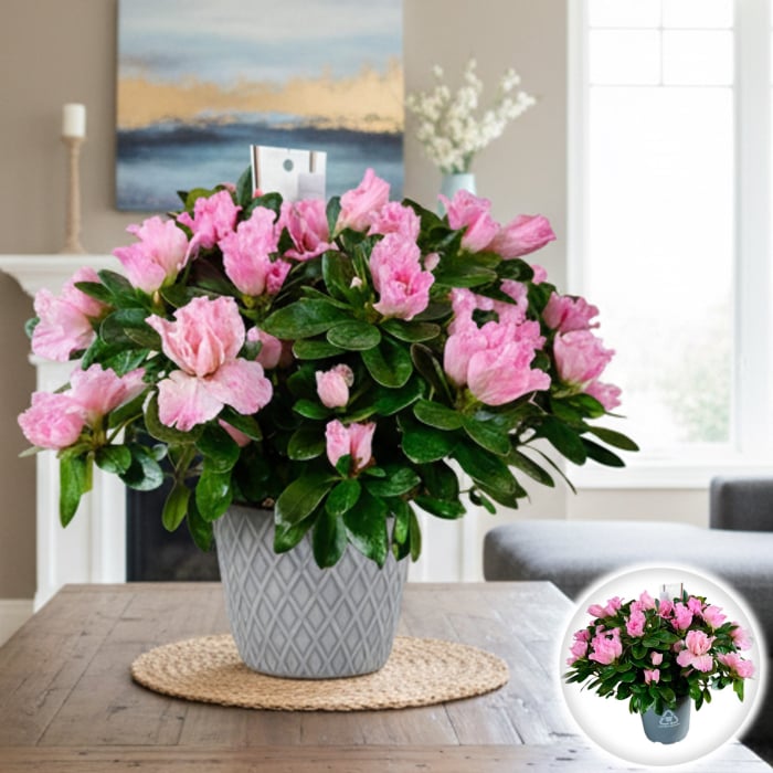 Azalee - Roz - 25cm+ [1]