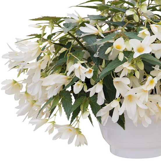 Begonia Curgatoare - Alb [2]