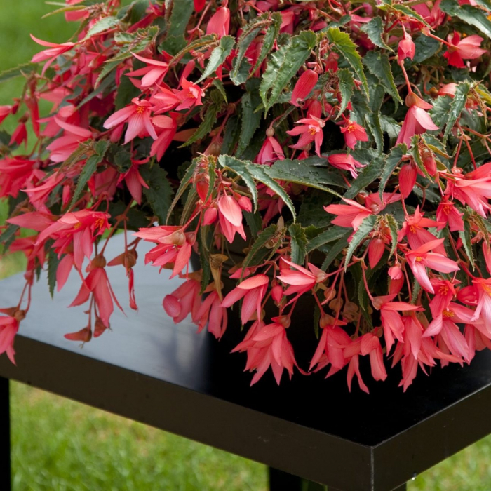 Begonia Curgatoare - Roz [2]