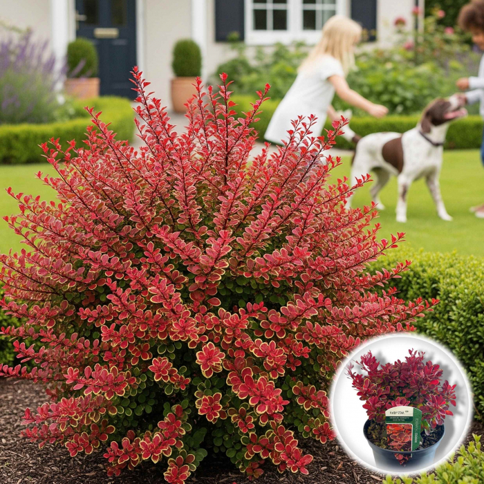 Berberis Bicolor (P17) [2]