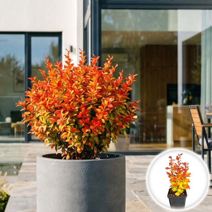 berberis-thunbergii-orange-ice-arbust-columnar-portocaliu-pepiniera-sibiu [2]