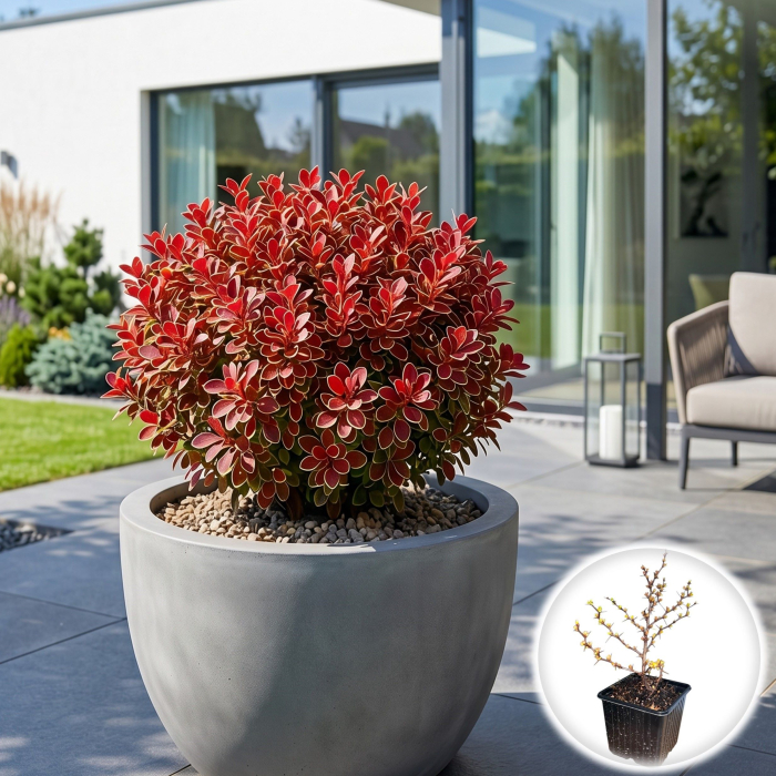 berberis-thunbergii-ruby-star-arbust-pitic-rosu-pepiniera-sibiu [2]