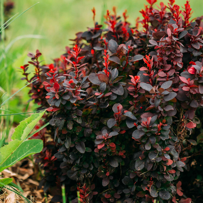 Berberis Thunb. Concorde [2]