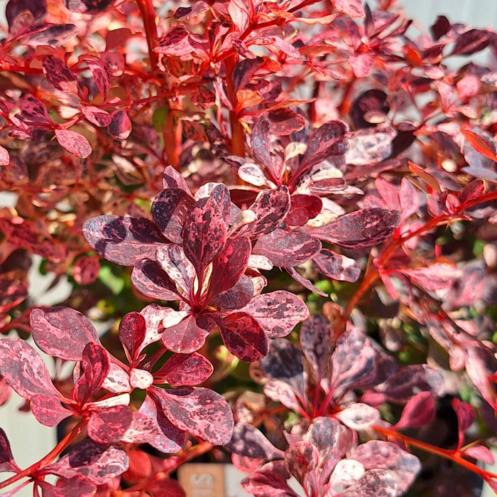 Berberis Thunb. Flamingo - 75cm+ [2]
