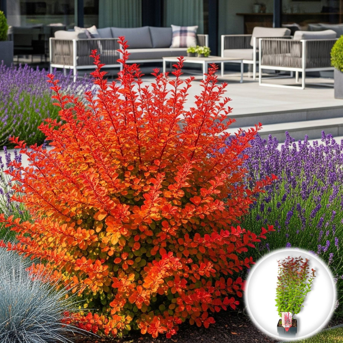 Berberis Thunb. Orange Rocket - 65cm [1]
