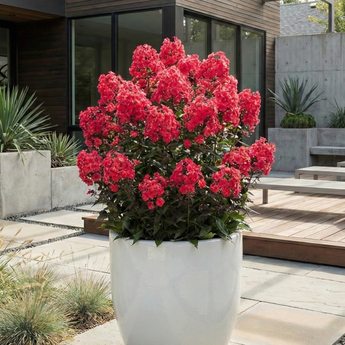 phlox-paniculata-starfire-brumarele-rosii-pepiniera-sibiu [2]