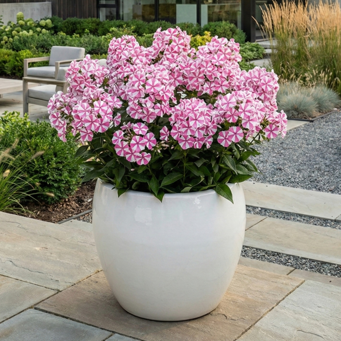 brumarele-phlox-twister-bicolore-alb-roz-pepiniera-sibiu [2]