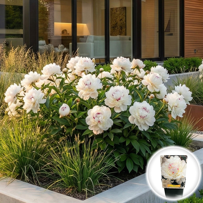 Paeonia lactiflora Festiva Maxima Bujor Erbaceu Alb Ghiveci Pepiniera Sibiu [2]