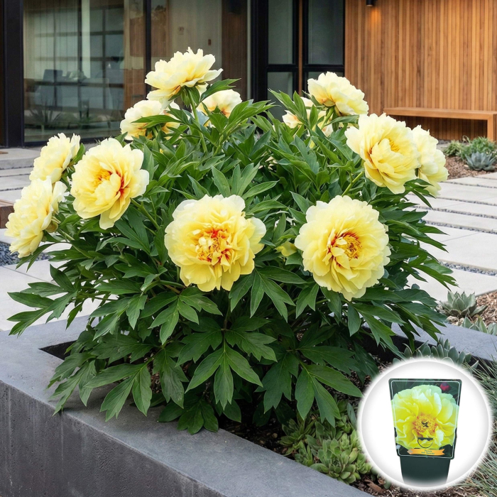 bujor-itoh-bartzella-galben-paeonia-hybrid-pepiniera-sibiu [2]