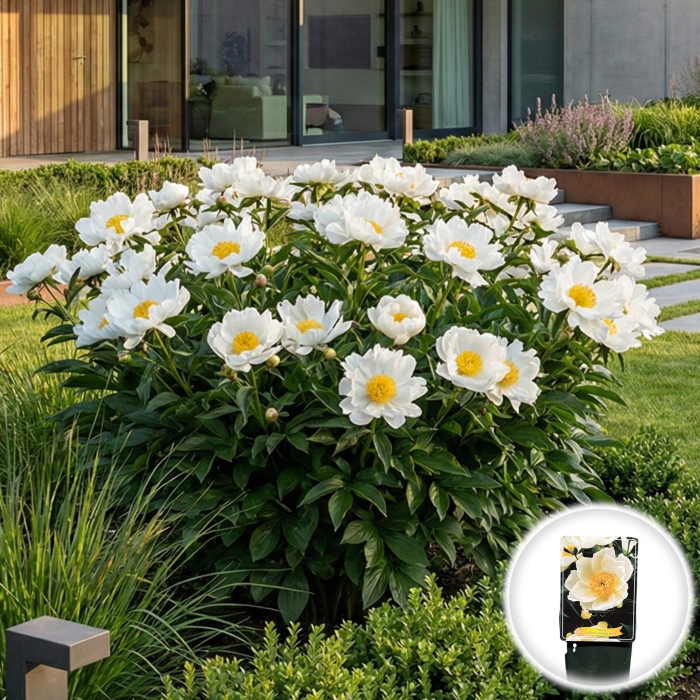 Paeonia lactiflora Krinkled White Bujor Erbaceu Alb Ghiveci Pepiniera Sibiu [2]