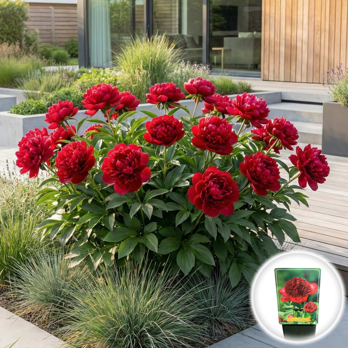 Paeonia lactiflora Red Charm Bujor Erbaceu Rosu Inchis Ghiveci Pepiniera Sibiu [2]