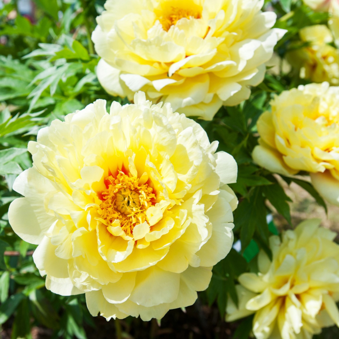 bujor-itoh-bartzella-galben-paeonia-hybrid-pepiniera-sibiu [3]