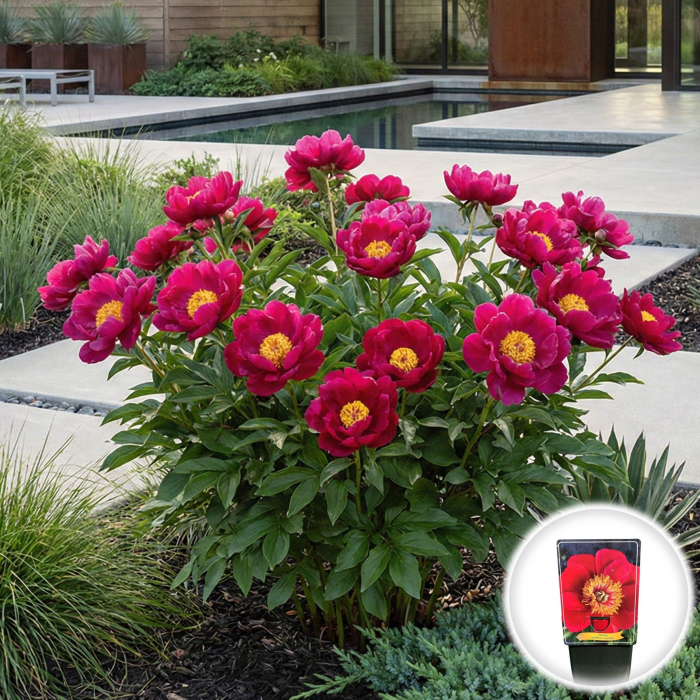 Paeonia lactiflora Eventide Bujor Erbaceu Rosu Ghiveci Pepiniera Sibiu. [2]