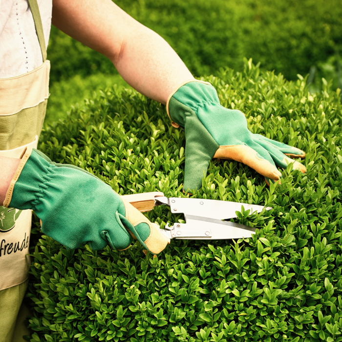 Buxus - 20-30cm (2L) [3]