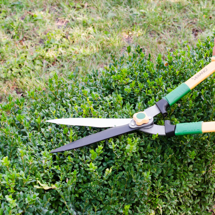 Buxus - 20-30cm (2L) [2]