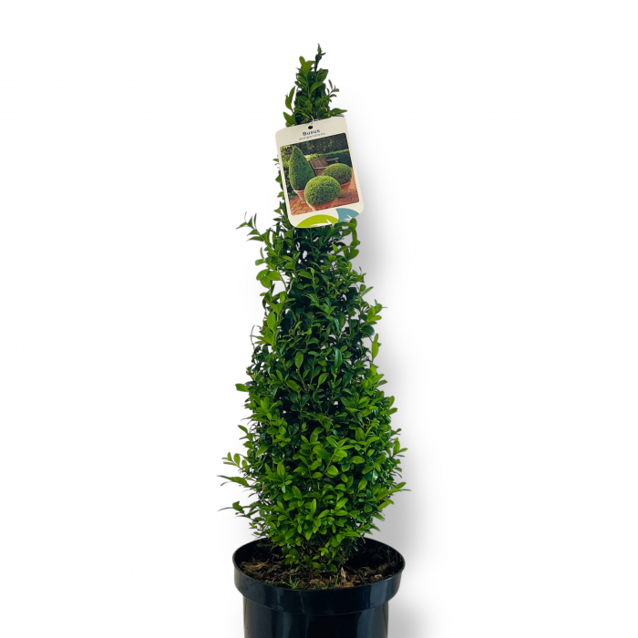 Buxus - Piramidal (65cm) [2]