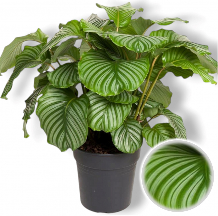 Calathea - Orbifolia 30cm+ [1]