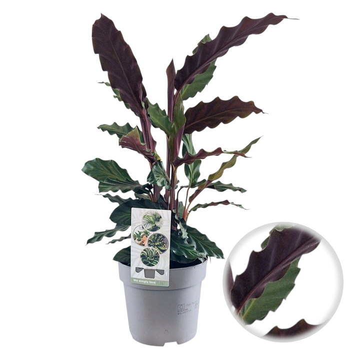 Calathea rufibarba planta interior catifelata ghiveci Pepiniera Sibiu [2]