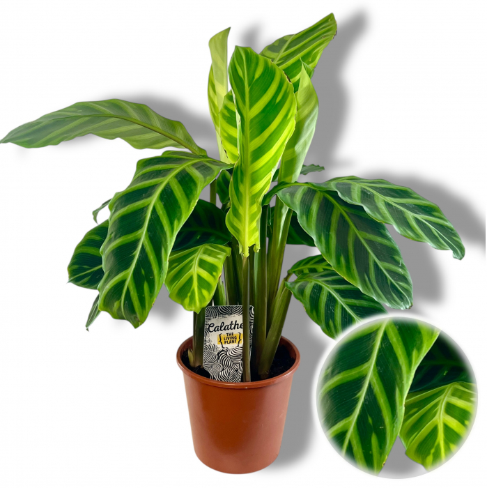 Calathea - Zebrina - 30cm+ - 2L [1]