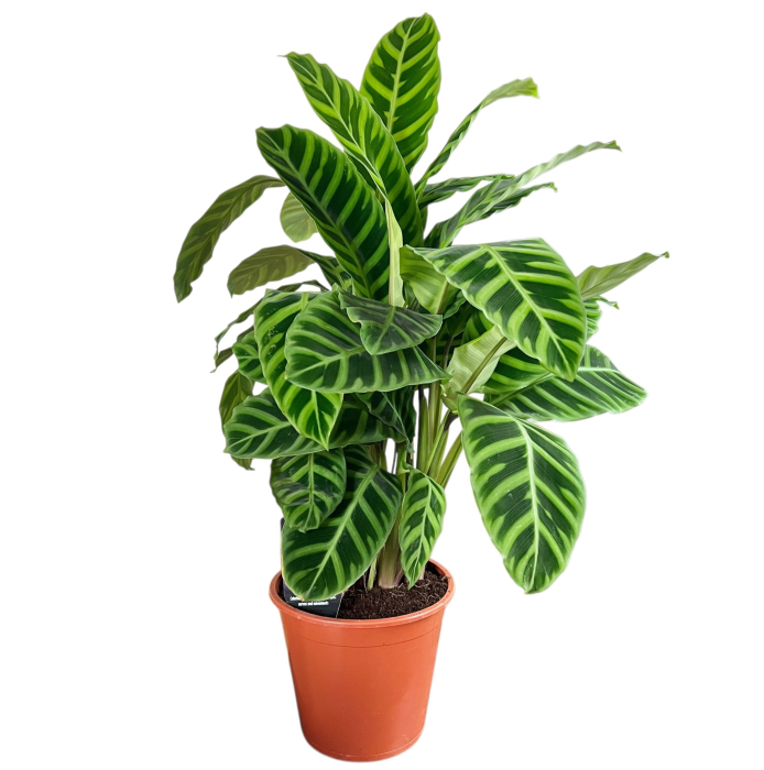 Calathea - Zebrina - 75cm+ [2]