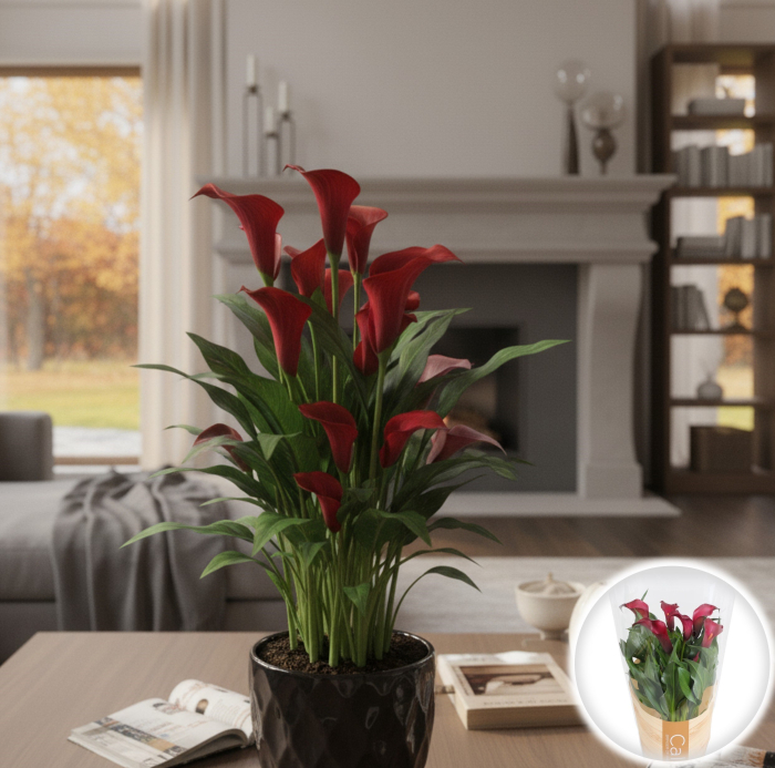 Calla - Zantedeschia Rosu [1]