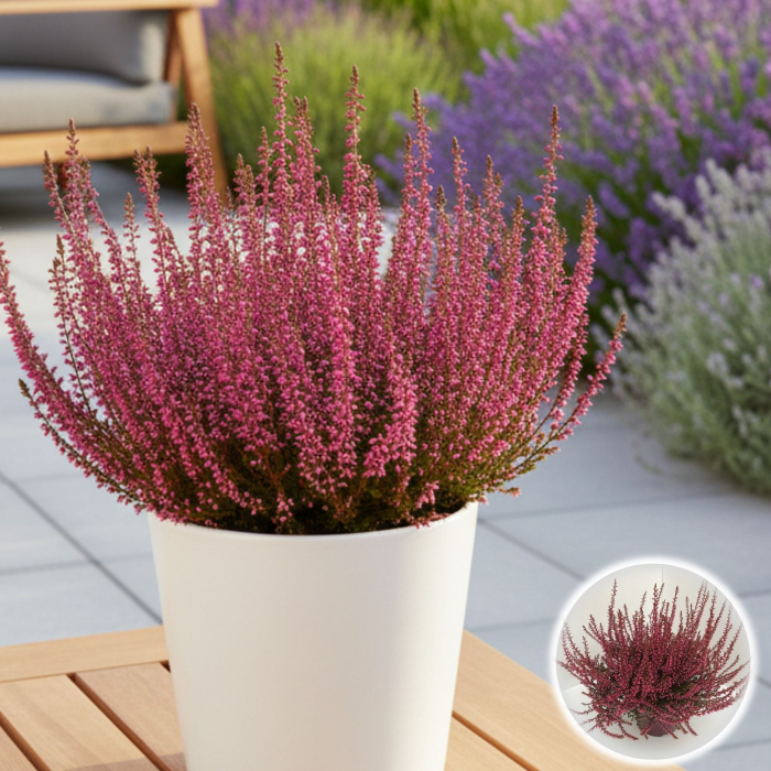 Calluna Picasso - Roz [1]