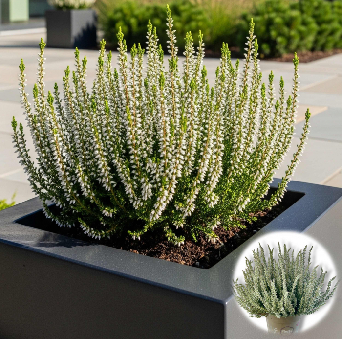 Calluna V. - Alba - C2 [2]