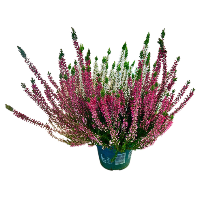 Calluna V. -  Bicolor [2]