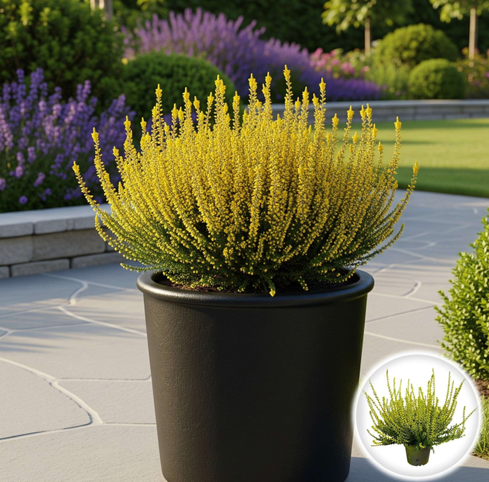 Calluna Picasso - Galben [1]