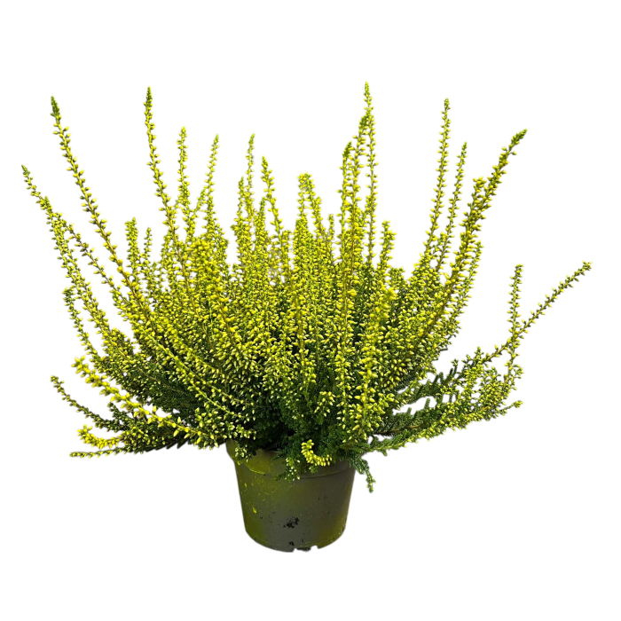 Calluna Picasso - Galben [2]