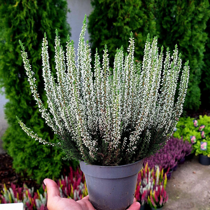 Calluna V. - Alba - C2 [3]