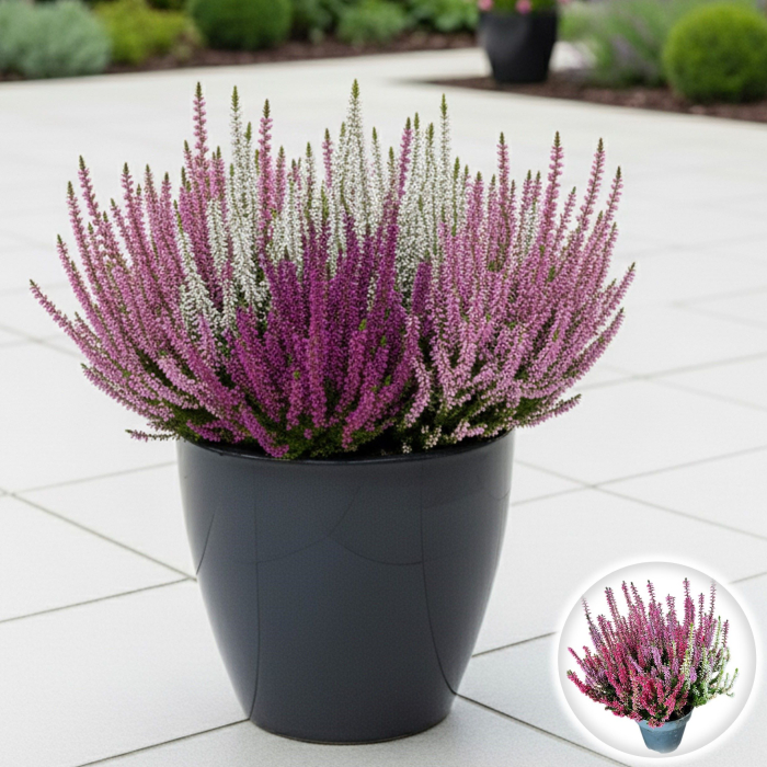 Calluna V. -  Trio-Mix [1]