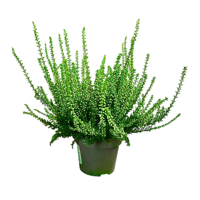 Calluna Picasso - Verde [2]