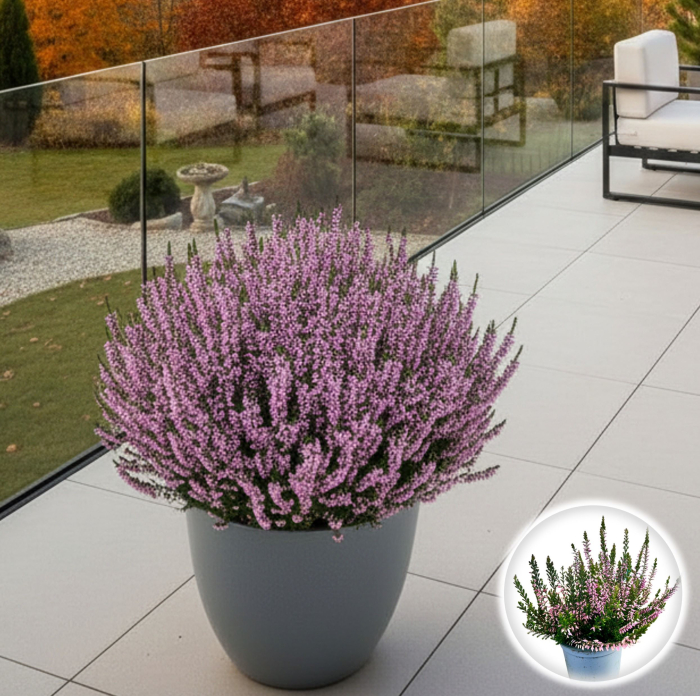 Calluna V. - WiBos Twin [1]