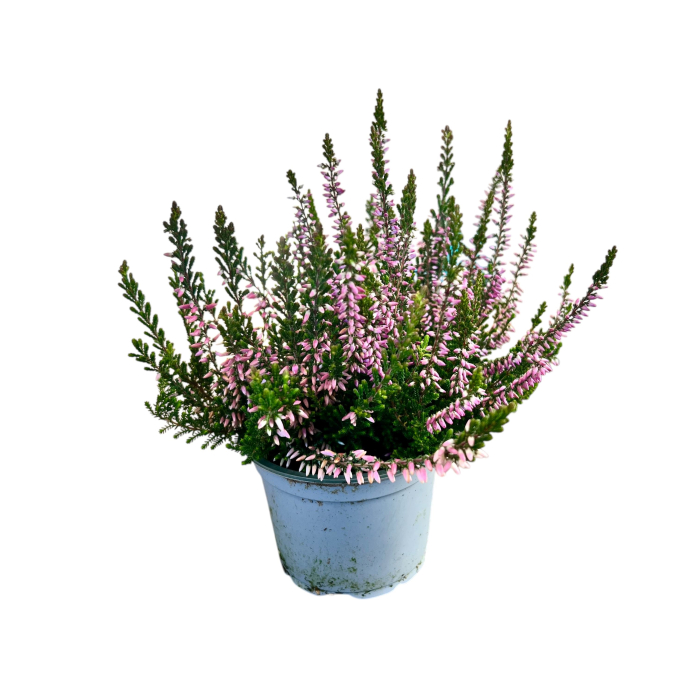 Calluna V. - WiBos Twin [2]