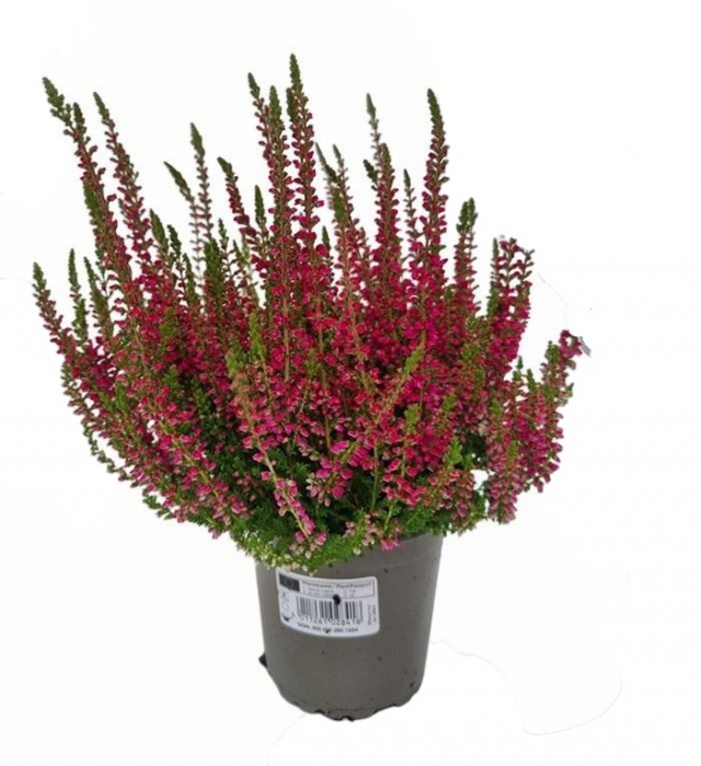 Calluna V. - Wickwar Flame - C2 [2]