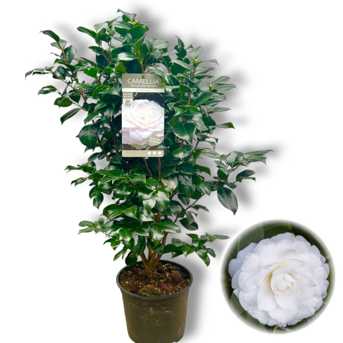 Camelia J. Alba - Centifolia - 120cm [1]