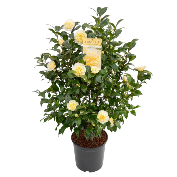 Camelia J. Galbena - Jury's Yellow - 120cm [2]