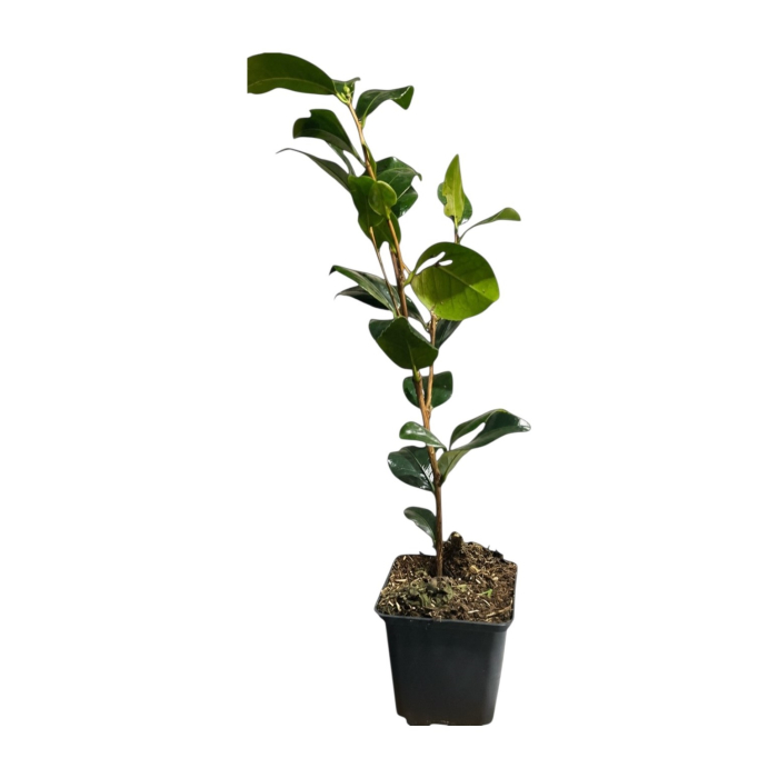 camelia-japonica-mary-williams-arbust-vesnic-verde-pepiniera-sibiu [4]