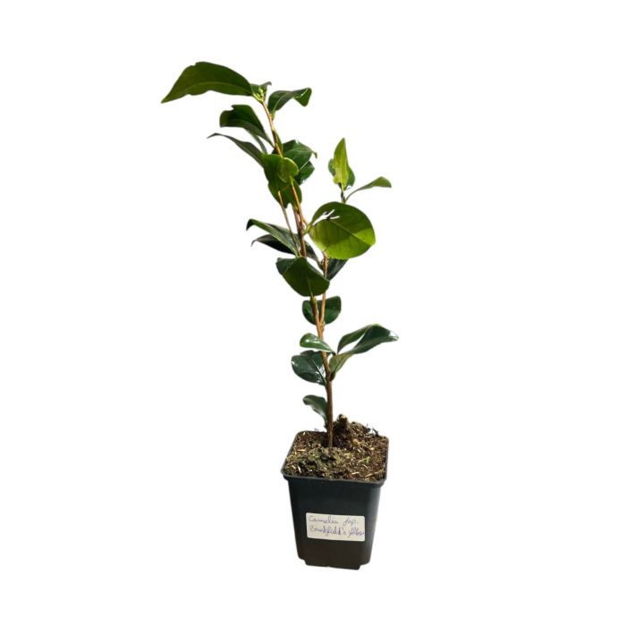 camelia-japonica-brushfields-yellow-galbena-pepiniera-sibiu [4]