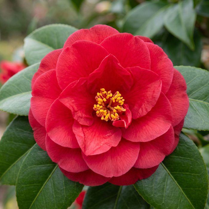 camellia-japonica-lady-campbell-camelie-rosie-pepiniera-sibiu [3]