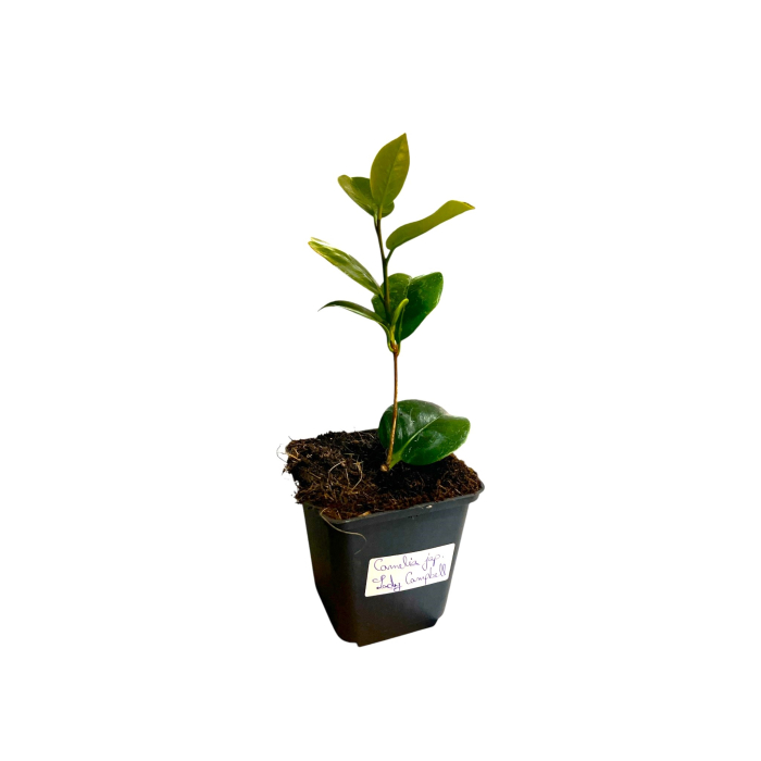 camellia-japonica-lady-campbell-camelie-rosie-pepiniera-sibiu [4]