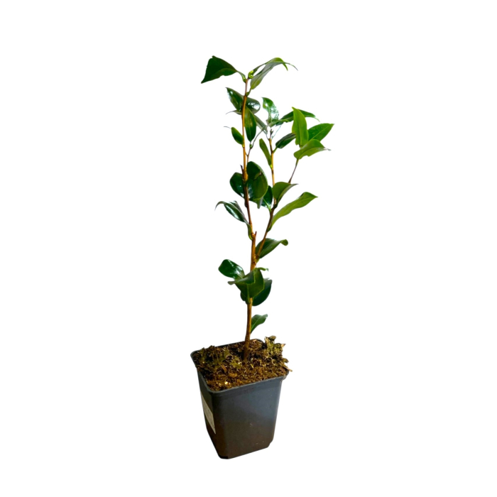 camellia-williamsii-donation-arbust-flori-roz-pepiniera-sibiu [4]