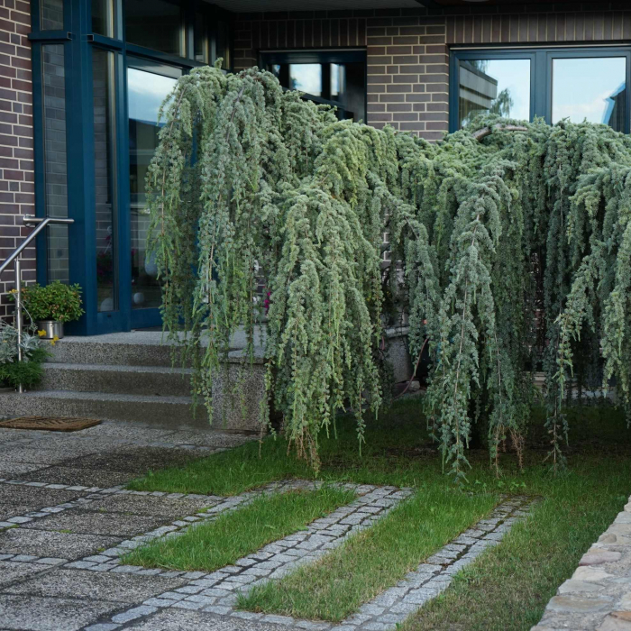 Cedru Himalaya - Pendula - 80cm [2]