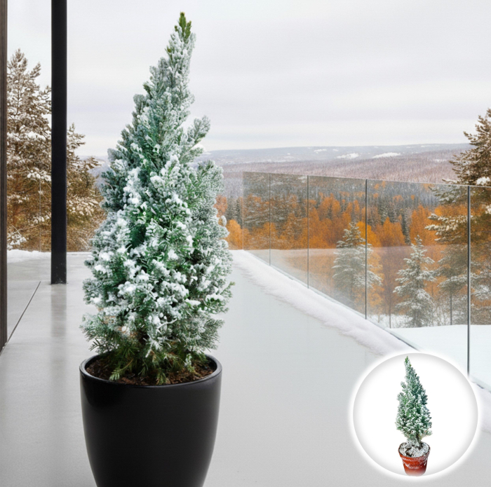 Chiparos L. Ellwood - 20-30cm [1]