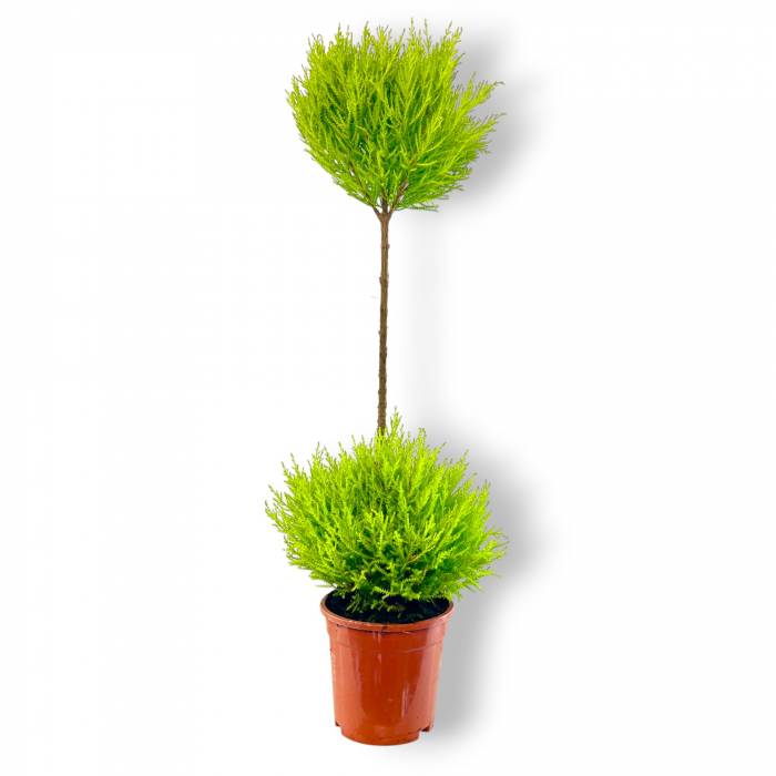 Chiparos Lemon Pomisor 80cm - 2 Bile [2]