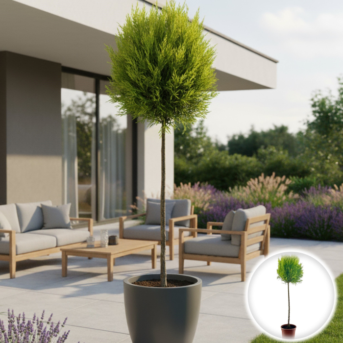 Chiparos Lemon Pomisor - 75cm [1]