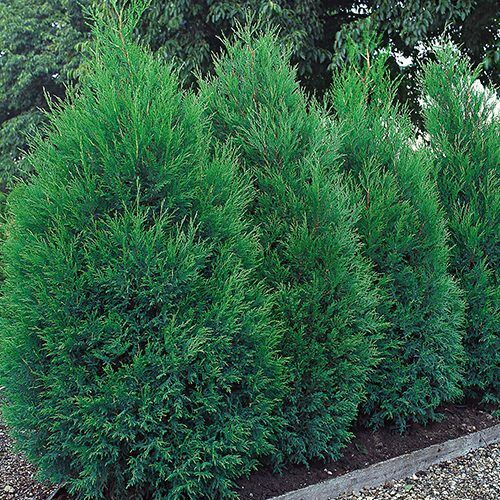 Chiparos Leylandii Blue Jeans - 120cm+ [2]